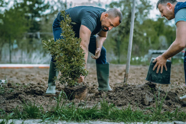 Best Artificial Turf Installation  in Carter Lake, IA
