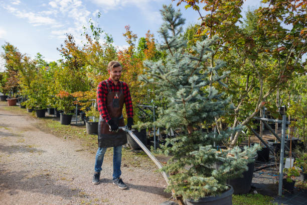 Best Tree Cabling and Bracing  in Carter Lake, IA